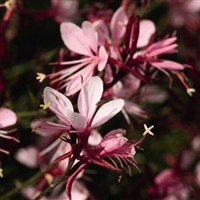 Gaura linheimeri Belleza Compact Light Pink