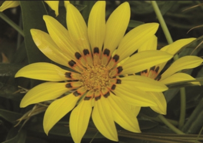 Gazania linearis Colorado Gold