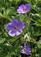 Geranium Cranesbill Johnson's Blue