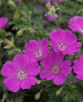 Geranium sanguineum  Cranesbill 'Max Frei'