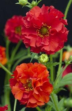 Geum flora-plena Blazing Sunset