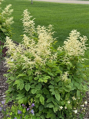 Goats Beard Aruncus dioicus sylvester