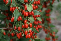 Goji Berry Sweet Lifeberry&reg; Lycium barbarum