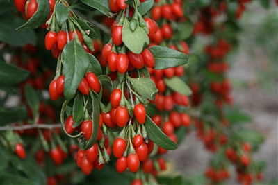 Goji Berry Sweet Lifeberry&reg; Lycium barbarum