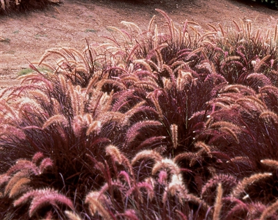 Graceful Grasses&reg; setaceum Red Riding Hood