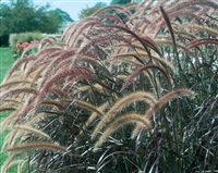 Purple Fountain Grass Graceful Grasses&reg; setaceum 'Rubrum'