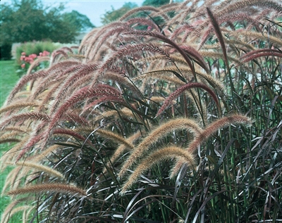 Purple Fountain Grass Graceful Grasses&reg; setaceum 'Rubrum'