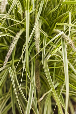 Graceful Grasses&reg; 'Sky Rocket' Pennisetum