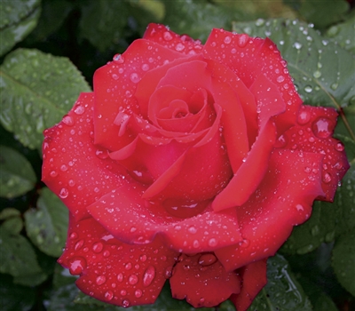 Grande Amore Hybrid Tea Rose