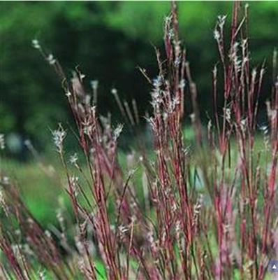 Grass 'Little Bluestem' Schizachyrium Scoparium