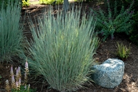 Grass 'Standing Ovation' Schizachyrium Scoparium