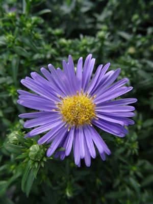 Hardy Aster Woods Light Blue