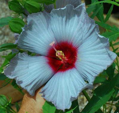 Hardy Hibiscus 'Blue Brulee'