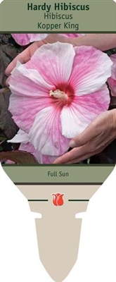 Hardy Hibiscus 'Kopper King'