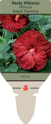 Hardy Hibiscus 'Robert Flemming'