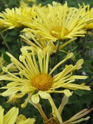 Hardy Mum Chrysanthemum Mammoth Yellow Quill PPAF