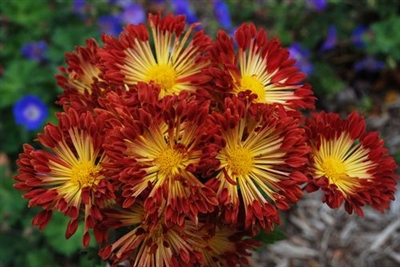 Hardy Mum Chrysanthemum Matchsticks