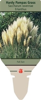 Hardy Pampas Grass Saccharum ravennae 'Erianthus'