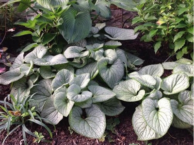 Brunnera macrophylla 'Silver Heart' Heartleaf Alkanet