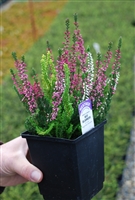 Heather 'Calluna vulgaris 'Double Play' Red & White'