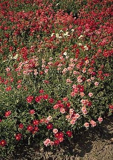 Helianthemum mutabile Sun Rose Mix