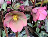 Helleborus Frostkiss Dorthy's Dawn Lenten Rose