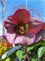 Helleborus Frostkiss Pennys Pink Lenten Rose