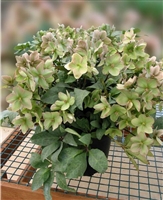 Helleborus x Hybridus 'Ivory Prince' Lenten Rose