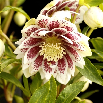 Helleborus 'North Star Ruby Heart'