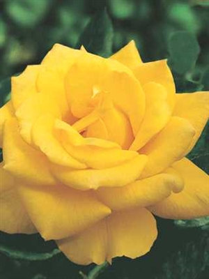 Henry Fonda Hybrid Tea Rose