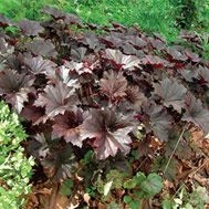 Coral Bells Heuchera Bronze Wave