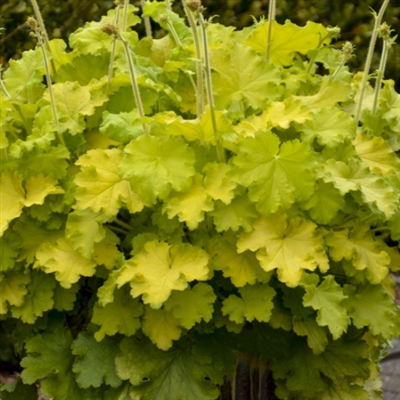 Coral Bells Heuchera Lemon Love