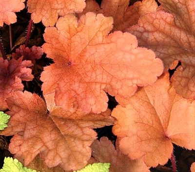 Coral Bells Heuchera Peach Flambe