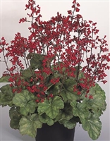 Heuchera sanguinea Coral Bells Ruby Bells