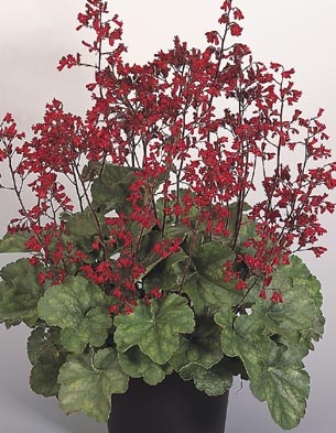 Heuchera sanguinea Coral Bells Ruby Bells