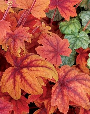 Foamy Bells Heucherella Sweet Tea