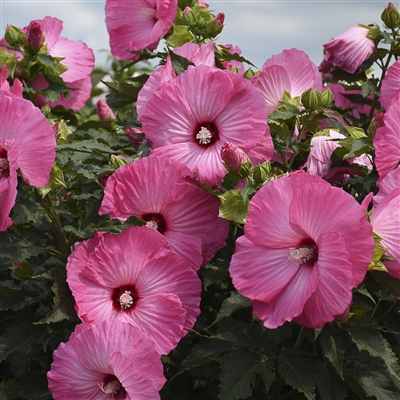 Rose Mallow - Hardy Hibiscus 'Airbrush Effect'