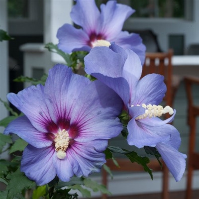 Rose of Sharon Hibiscus syriacus Azurri Blue Satin&reg;