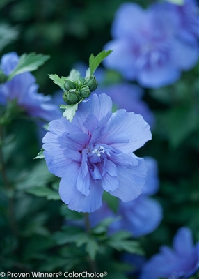 Rose of Sharon Hibiscus syriacus Blue Chiffon&#0153