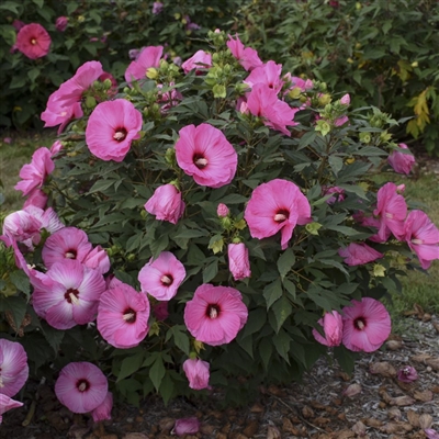 SummerificÂ® 'Candy Crush' Rose Mallow Hibiscus hybrid