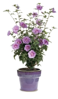 Rose of Sharon Hibiscus syriacus Lavender Chiffon&#0153