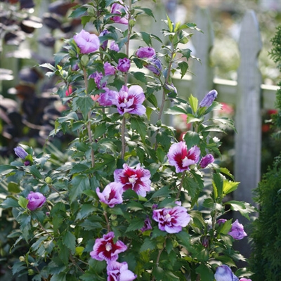 Rose of Sharon Hibiscus syriacus Purple Pillar&reg;