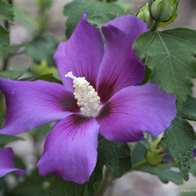 Rose of Sharon Hibiscus syriacus Purple Satin&reg;