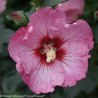 Rose of Sharon Hibiscus syriacus Ruffled Satin&reg;