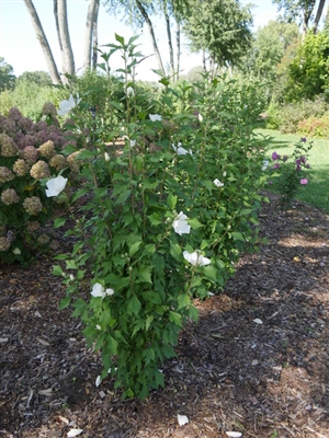 Rose of Sharon White Pillar