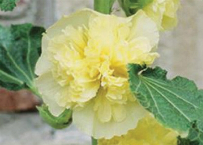 Hollyhock Alcea Queeny Yellow