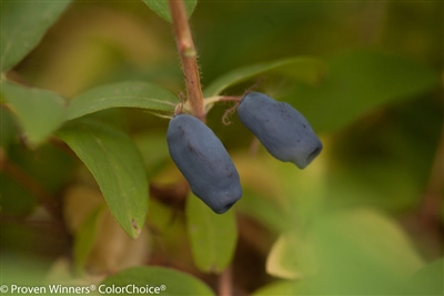 Sweetberry honeysuckle Sugar Mountain&reg; Blue Lonicera caerulea