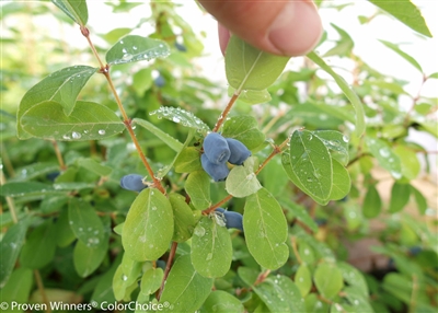 Sweetberry honeysuckle Sugar Mountain&reg; Kalinka Lonicera caerulea