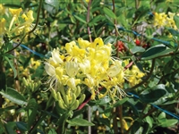 Honeysuckle Lonicera Periclymenum Scentsation