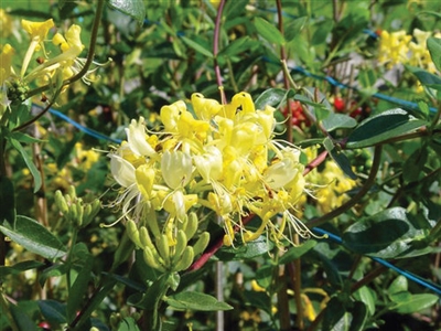 Honeysuckle Lonicera Periclymenum Scentsation